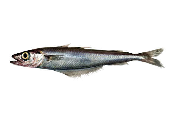 Mel O Potassolo HelloFish Mel O Potassolo HelloFish